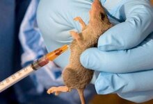 Lassa fever