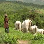 ENDING OPEN GRAZING – THISDAYLIVE