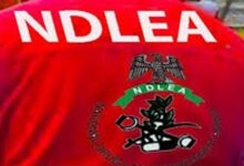 NDLEA Nabs Notorious Drug Kingpin ‘Kanmo-Kanmo’ After 12-Year Manhunt  – THISDAYLIVE