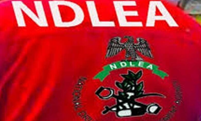 NDLEA Nabs Notorious Drug Kingpin ‘Kanmo-Kanmo’ After 12-Year Manhunt  – THISDAYLIVE