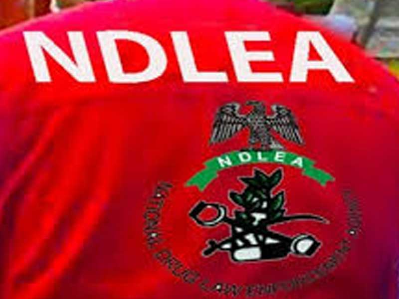 NDLEA Nabs Notorious Drug Kingpin ‘Kanmo-Kanmo’ After 12-Year Manhunt  – THISDAYLIVE
