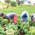 Young-farmers-venturing-into-neglected-gold-mine