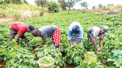 Young-farmers-venturing-into-neglected-gold-mine